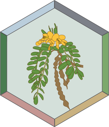 Vegetation Continuum Logo